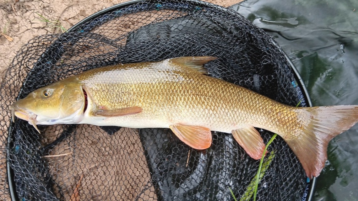 Home Fishery - Chris Dukes from Worcester Park